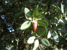 Encina: Quercus ilex | Plantas rioMoros